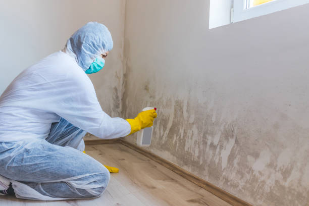 Licensed Mold Removal service in Scotch Plains, NJ - WQB Mold Removal