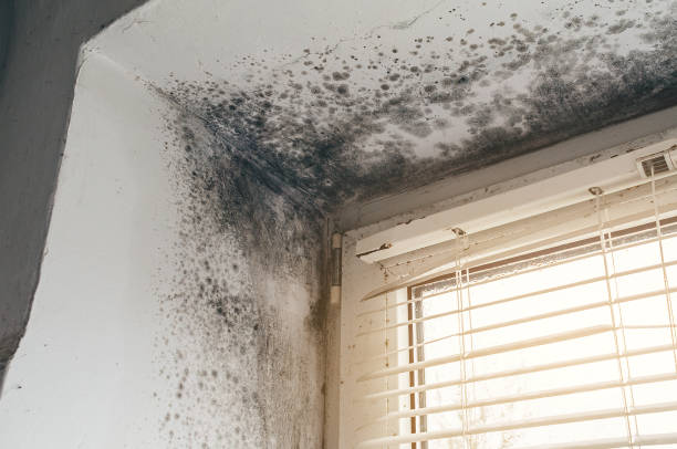 Affordable Mold Removal solutions in Scotch Plains, NJ
